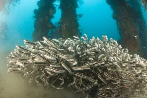 Images Dated 27th February 2008: Striped Catfish (Plotosus lineatus) schooling at Dumaguete Pier