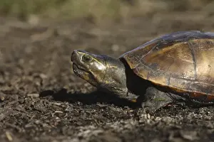 Striped Mud Turtle Kinosternon baurii Central Florida