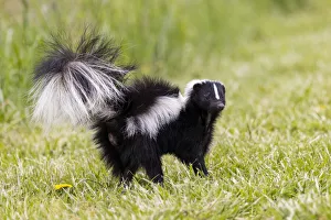 Images Dated 3rd March 2022: Striped skunk digging for food