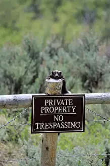 Images Dated 9th March 2011: Striped skunk (Mephitis mephitis) enforcing the No Trespassing sign