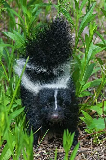 Images Dated 8th March 2024: Striped skunk youngster near hiking trail, Montana, USA