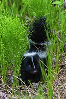 Cautious Prints: Striped skunk youngster near hiking trail, Montana, USA