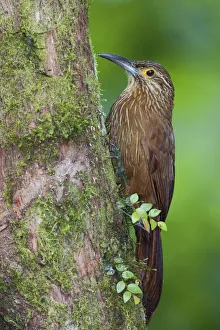 Images Dated 1st April 2021: Strong-billed woodcreeper