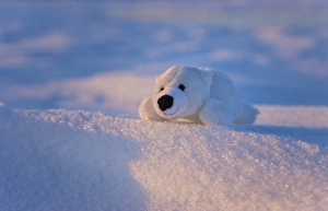 Stuffed toy of polar bear on snow, Manitoba, Canada
