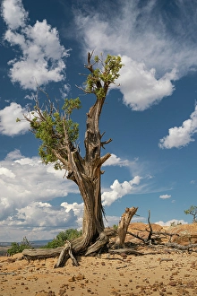 Images Dated 24th March 2024: Stunted juniper tree on the bluffs of El Malpais National Monument, New Mexico