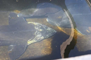 Three sturgeons in a Fish farm nursery dam pond Caviar et Prestige Saint