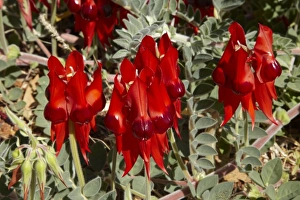Images Dated 4th May 2011: Sturt Pea ( Swainsona formosa ), Halls Creek, Kimberley Region, Western Australia