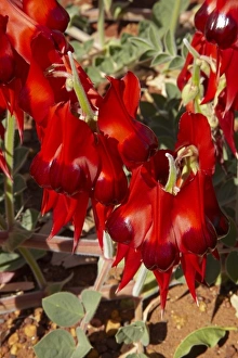 Western Australia Prints: Sturt Pea ( Swainsona formosa ), Halls Creek, Kimberley Region, Western Australia