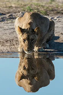 Waterhole Prints: A sub-adult lion, Panthera leo, drinks at waterhole. Savuti, Chobe National Park, Botswana