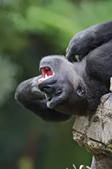 Gorilla Prints: Sub adult male Lowland Gorilla Gorilla gorilla Captive Sub adult male Lowland