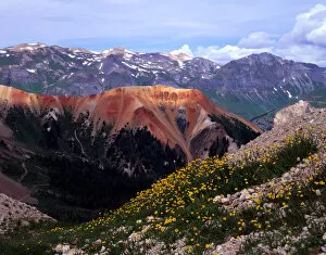 Sub-alpine buttercups and mineral-laden mountains near Ouray, Colorado