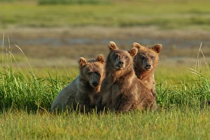 Images Dated 22nd March 2024: Three subadult brown bears, Katmai National Park, Alaska