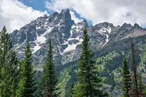 Roddy Scheer Prints: Subalpine fir, Grand Tetons, Grand Teton National Park, Wyoming, USA