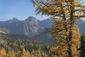 Subalpine Prints: Subalpine Larches in golden autumn color. North Cascades National Park, Washington State