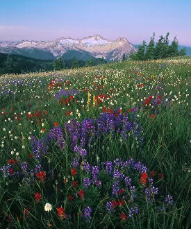 Images Dated 24th August 2004: A subalpine meadow, lush with wildflowers, with a range of glaciated mountains in