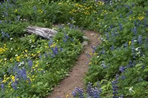 Subalpine wildflowers at Mount Rainier National Park, Washington, USA