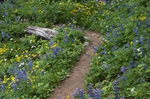 Images Dated 10th July 2007: Subalpine wildflowers at Mount Rainier National Park, Washington, USA