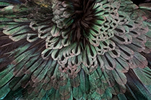 Teal Prints: Suberb Bird of Paradise