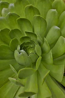 Maui Prints: Succulent close-up, Upcountry, Maui, Hawaii