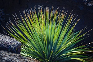 Landforms Prints: Succulent on the Malpais Nature Trail, Valley of Fires Natural Recreation Area, Carrizozo
