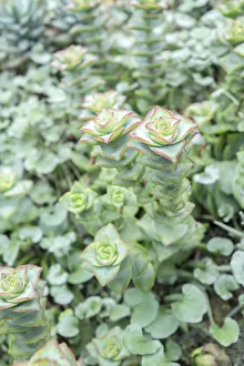 Select Focus Prints: Succulent plant, USA