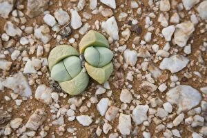 Images Dated 12th September 2007: Succulents and quartz cover the ground in Northern Cape Province, South Africa