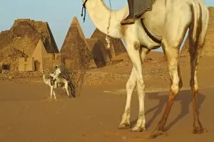 Sudan, North (Nubia), Meroe pyramids with cameldrivers