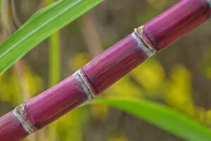 Floral & Botanical Gallery: Sugar Cane