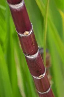 Sugar Cane