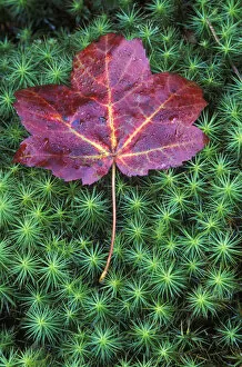 Images Dated 10th October 2007: Sugar Maple Leaf on Moss, Lookout Mt. GA, USA