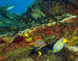 Images Dated 11th July 2010: Sugar Wreck, Northern Bahamas, Caribbean
