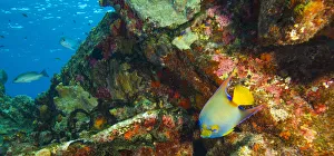 Sugar Wreck, Northern Bahamas, Caribbean Sugar Wreck, Northern Bahamas, Caribbean