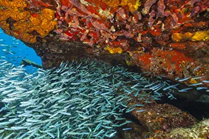 Images Dated 11th July 2010: Sugar Wreck, Northern Bahamas, Caribbean