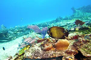Caribbean Gallery: Sugar Wreck, Northern Bahamas, Caribbean