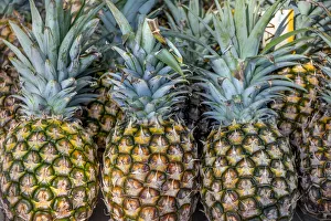 Pineapple Prints: Sugarloaf pineapple