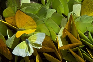 Sulfur Butterflies on mineral lick (Phoebis sp. ), Yasuni National Park, Amazon Rainforest