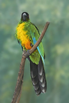 Parrot Prints: Sulphur-breasted Musk Parrot (Prosopeia personata), Kula Eco Park, Coral Coast, Viti Levu