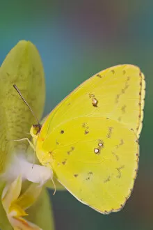 Images Dated 28th November 2005: Sulphur Butterfly in the Phoebis family