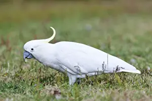 Pretty Prints: Sulphur-crested Cockatoo (Cacatua galerita) in the Grampians National Park, Australia