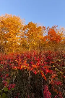 Images Dated 3rd October 2010: Sumac and maple trees autumn colors in Maplewood State Park near Pelican Rapids, Minnesota
