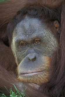 Sumatran Orangutan, Pongo pygmaeus
