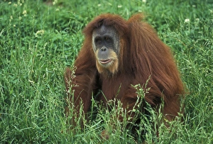 Orangutan Prints: Sumatran Orangutan, Pongo pygmaeus