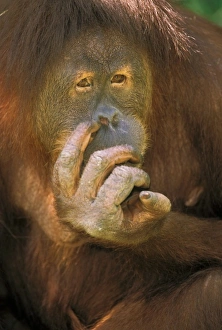 Sumatran Orangutan, or pongo pygmaeus abelii