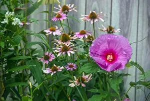 Summer garden flowers