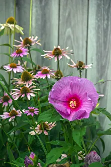 Summer garden flowers