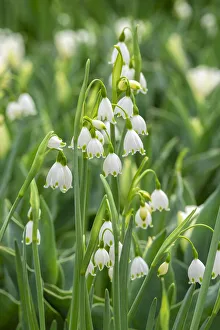 Images Dated 3rd September 2019: Summer Snowflake flowers, USA