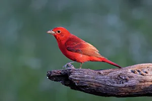 Dripping Prints: Summer tanager male drawn to dripping water