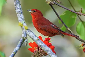 Fruit Tree Prints: Summer tanager pauses for a moment while foraging on blooms in Peru