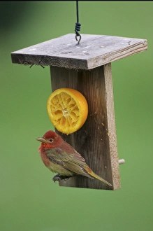Feeder Prints: Summer Tanager (Piranga rubra) 1st year male, at orange feeder, Marion Co. IL