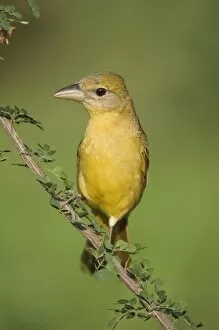 Images Dated 8th June 2006: Summer Tanager, Piranga rubra, female on Catclaw (Acacia greggii), Willacy County